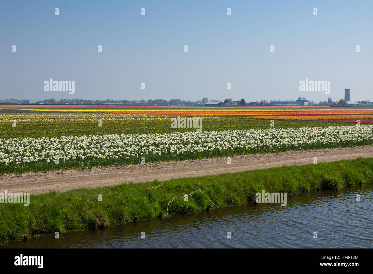 Blooming tulip fields in a dutch landscape in the Netherlands Stock ...