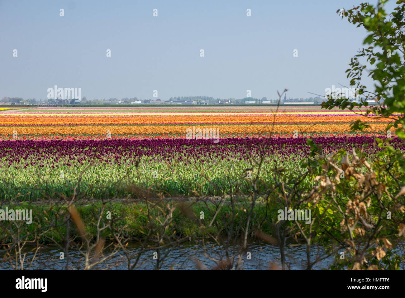 Blooming tulip fields in a dutch landscape in the Netherlands Stock ...