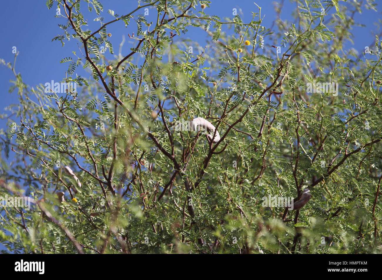 Camel Thorn Tree in Namibia Stock Photo