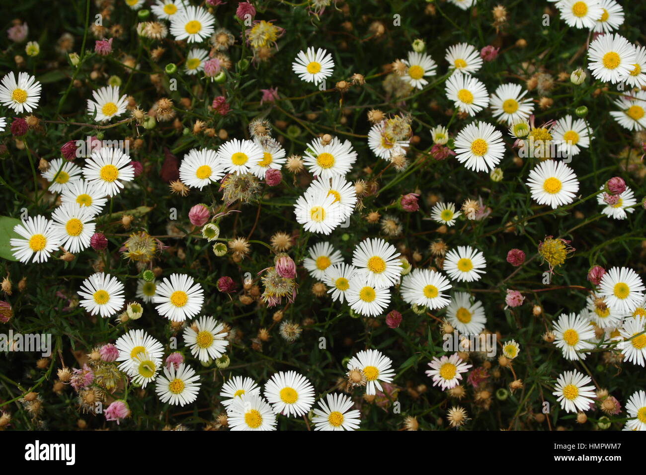 Seaside Flower Top White