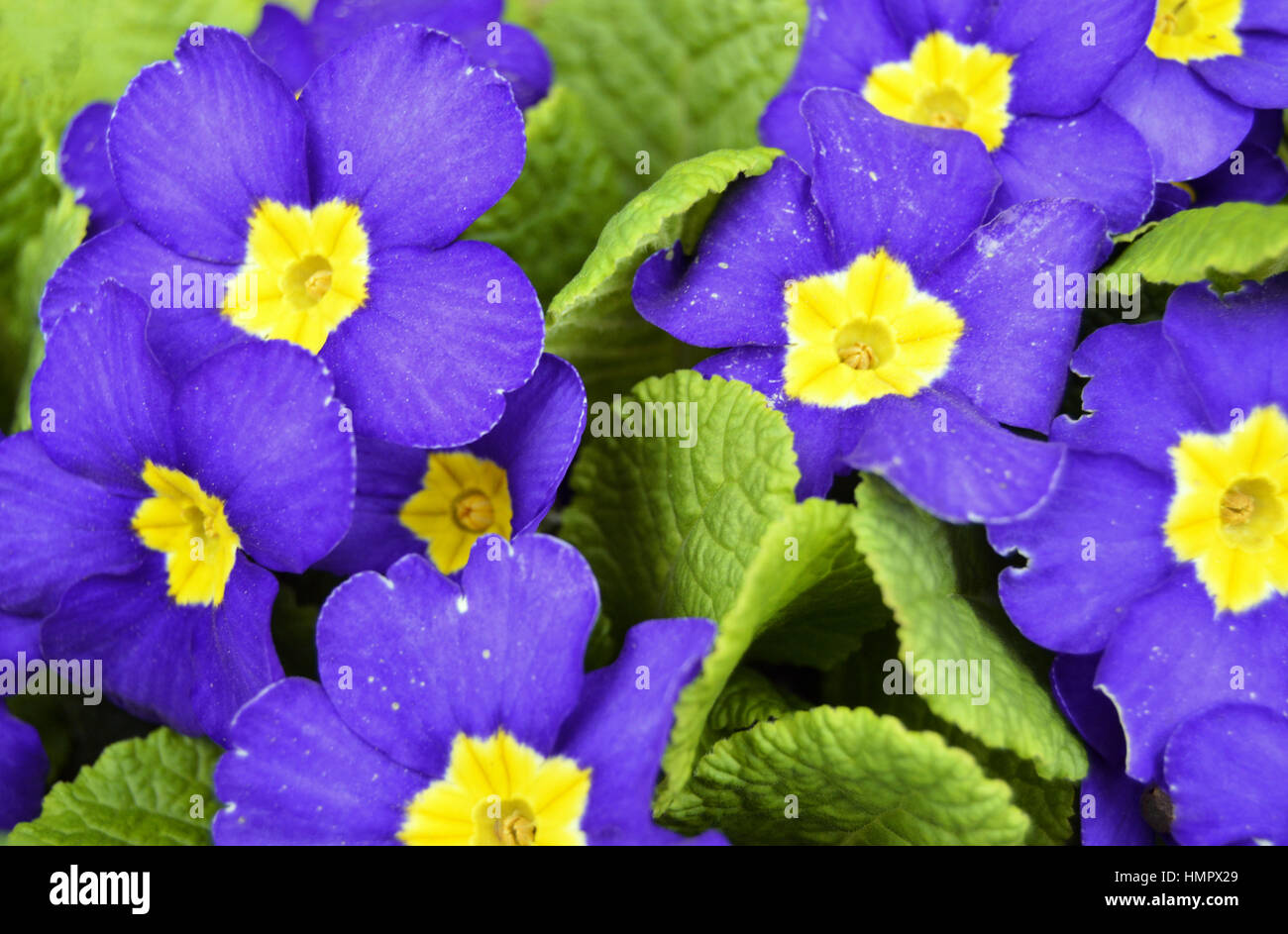 FW6WA4 Pink and yellow primroses with their green leaves for a background.. Image shot 2016. Exact date unknown. Stock Photo