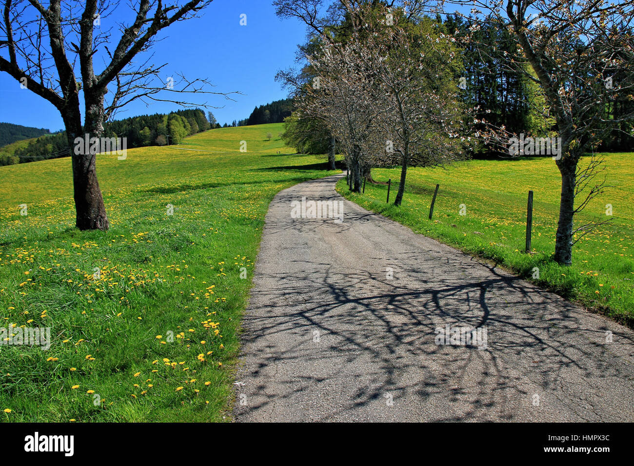beautiful landscape in the Black Forest in Germany Stock Photo - Alamy