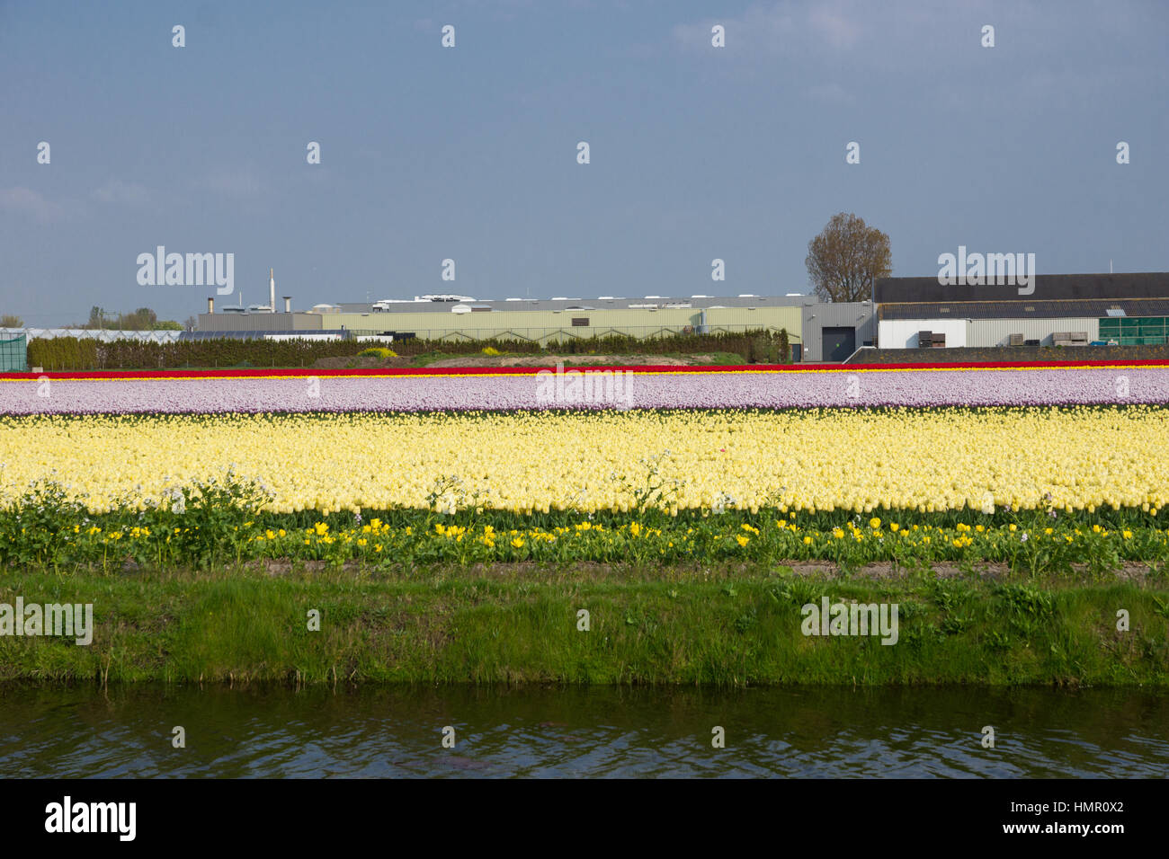 Blooming tulip fields in a dutch landscape in the Netherlands Stock ...