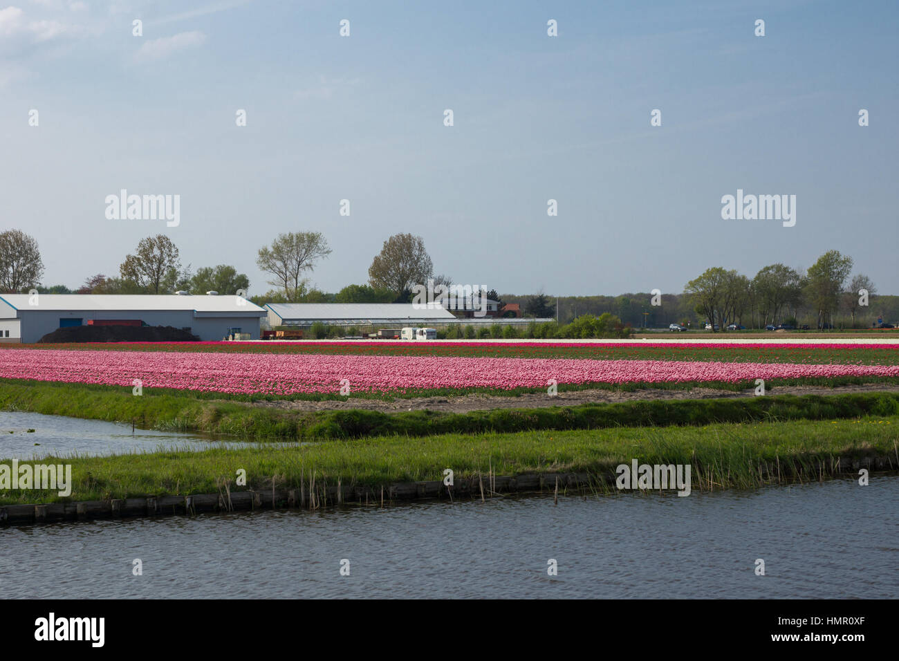 Blooming tulip fields in a dutch landscape in the Netherlands Stock ...