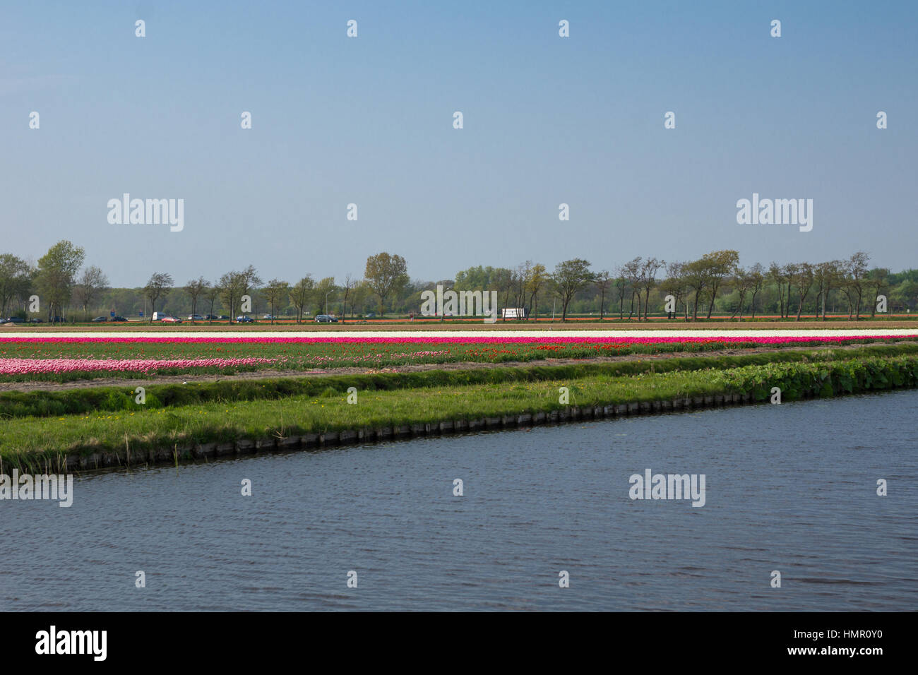 Blooming tulip fields in a dutch landscape in the Netherlands Stock ...
