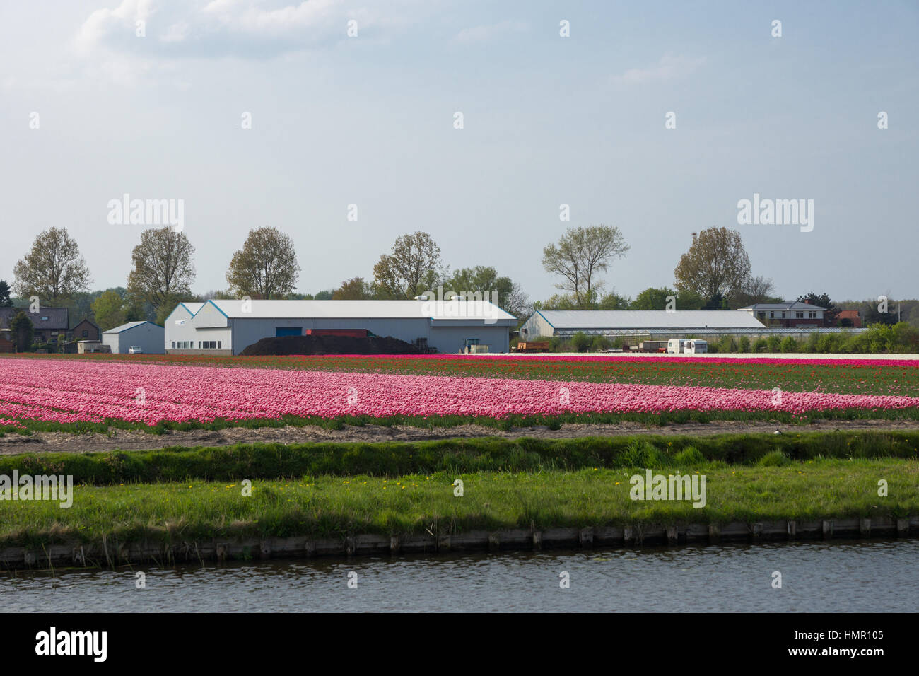 Blooming tulip fields in a dutch landscape in the Netherlands Stock ...