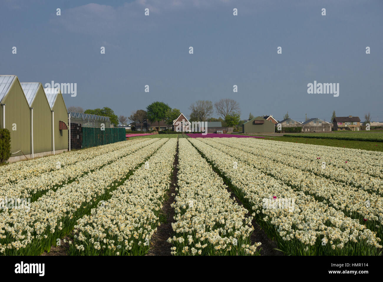 Blooming tulip fields in a dutch landscape in the Netherlands Stock ...