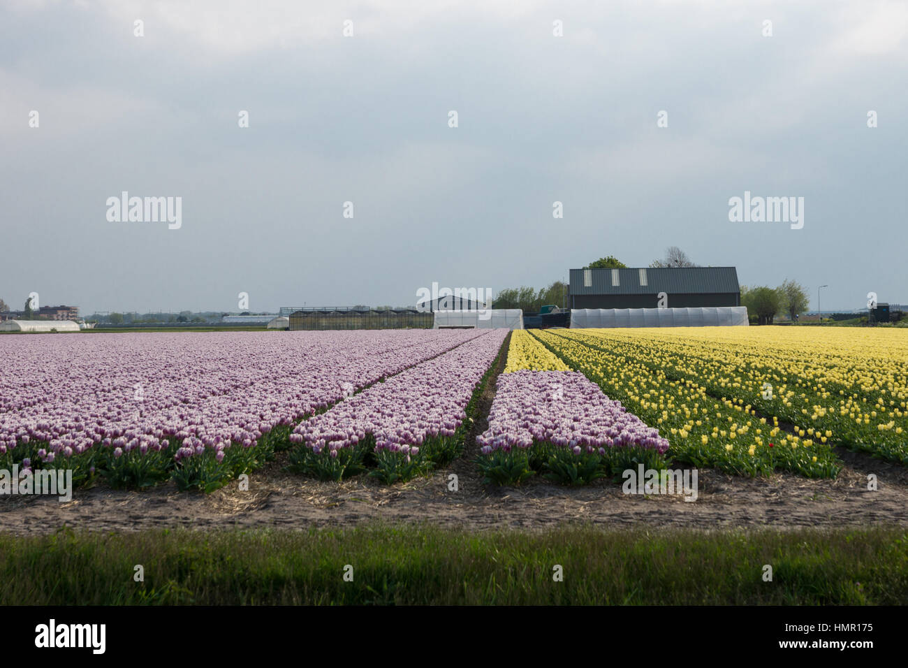Blooming tulip fields in a dutch landscape in the Netherlands Stock ...