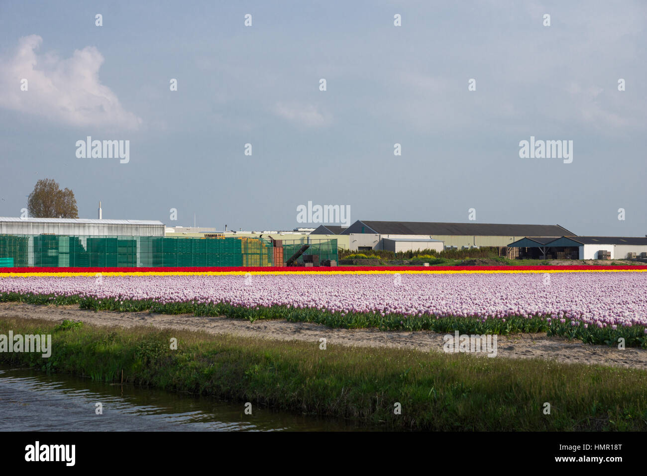 Blooming tulip fields in a dutch landscape in the Netherlands Stock ...
