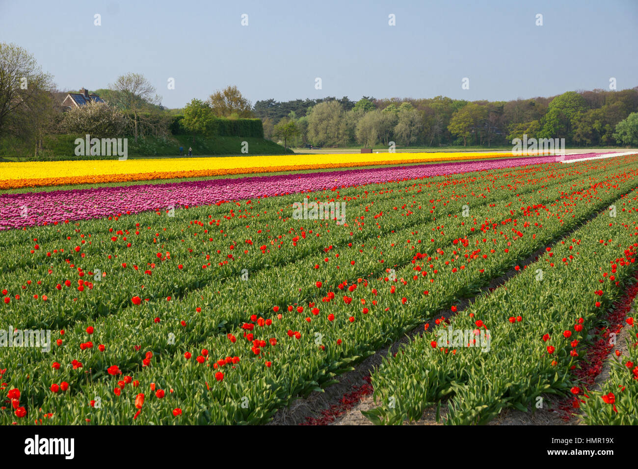 Blooming tulip fields in a dutch landscape in the Netherlands Stock ...