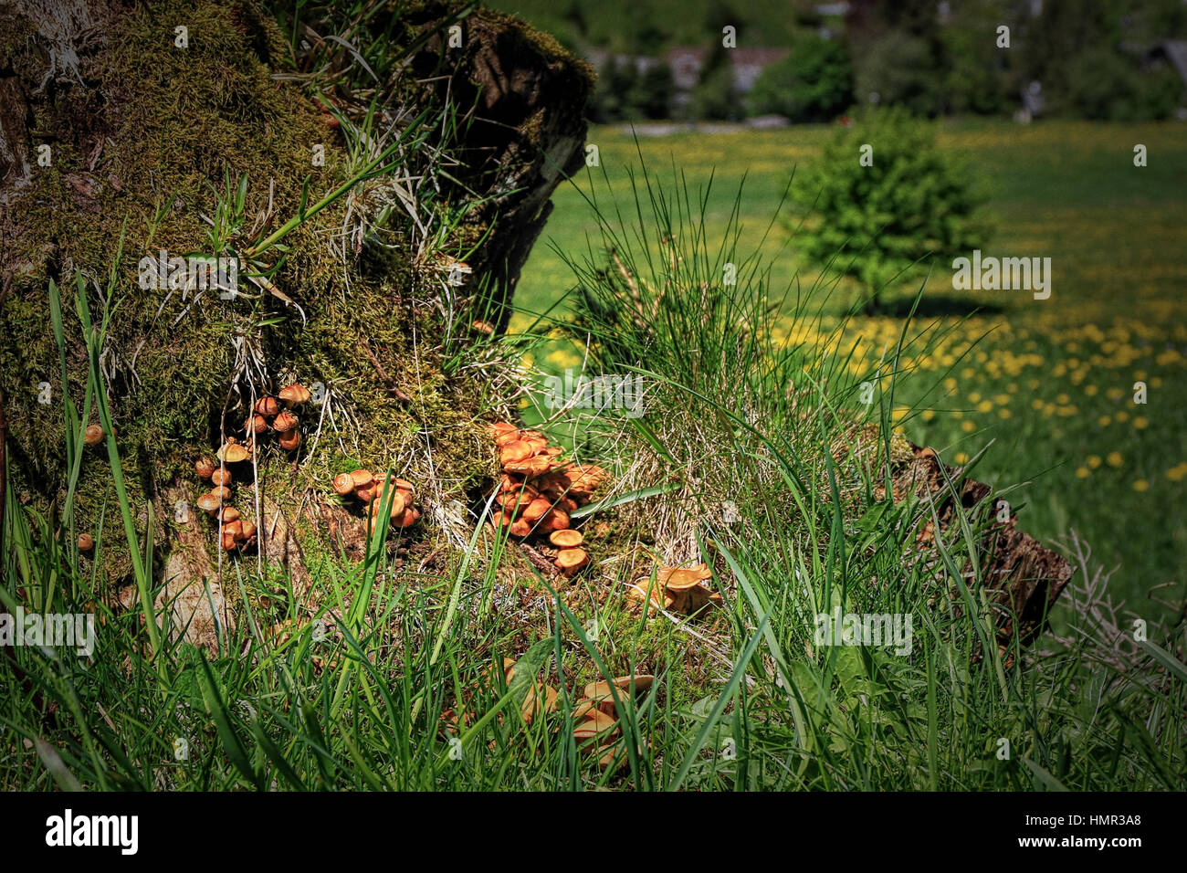 beautiful landscape in the Black Forest in Germany Stock Photo - Alamy