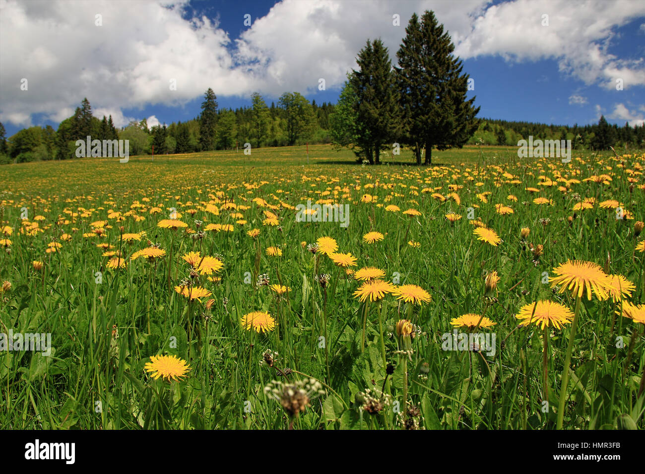 beautiful landscape in the Black Forest in Germany Stock Photo - Alamy