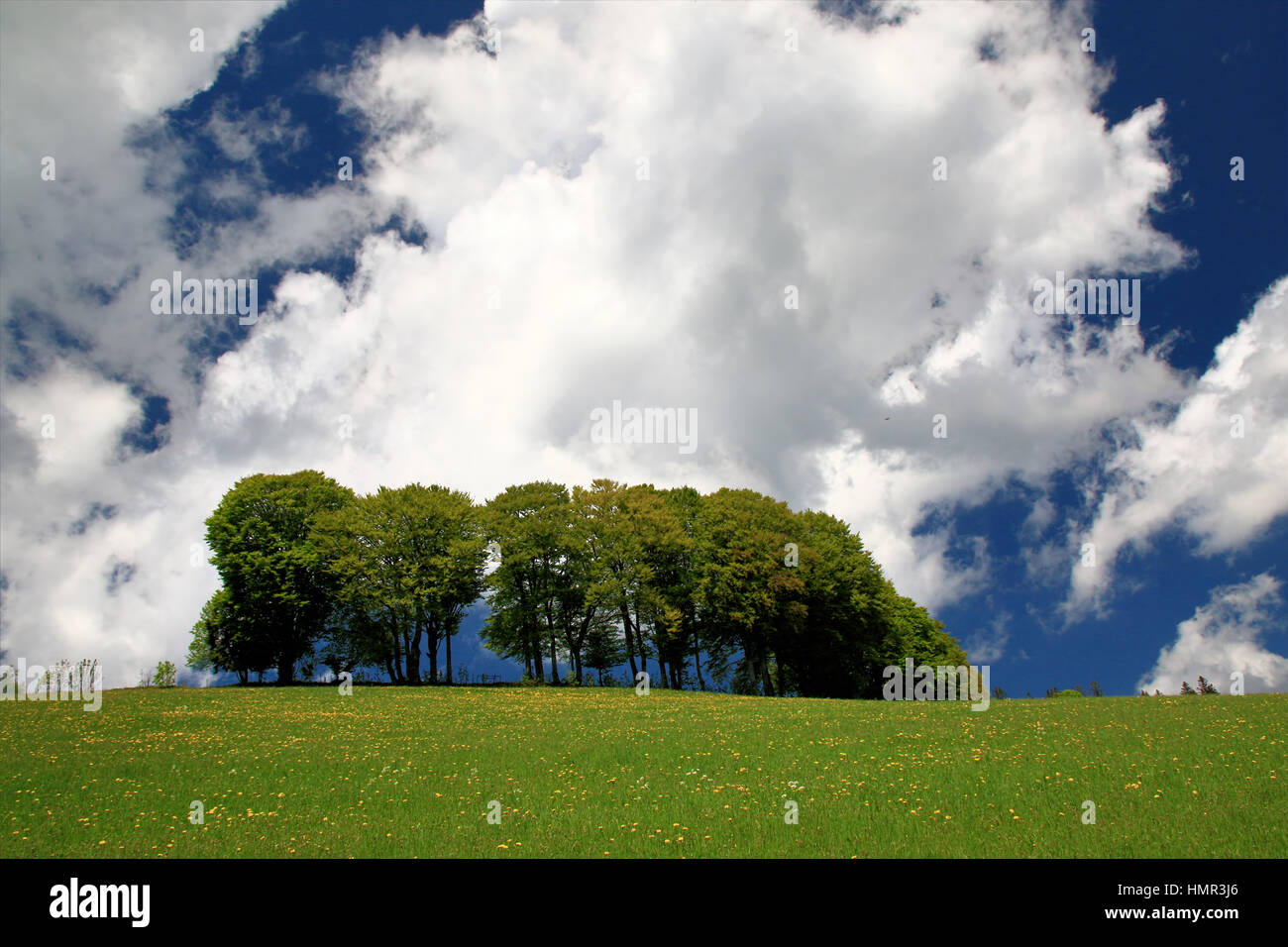 beautiful landscape in the Black Forest in Germany Stock Photo - Alamy