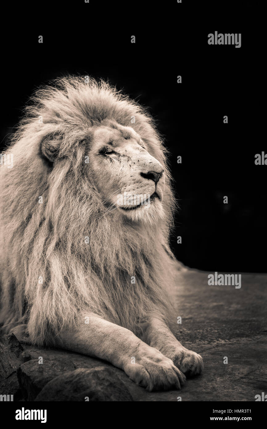 Male lion sitting on a rock hi-res stock photography and images - Alamy