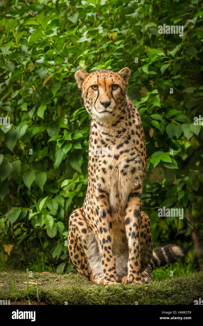 Portrait of a cheetah sitting on a grass Stock Photo - Alamy