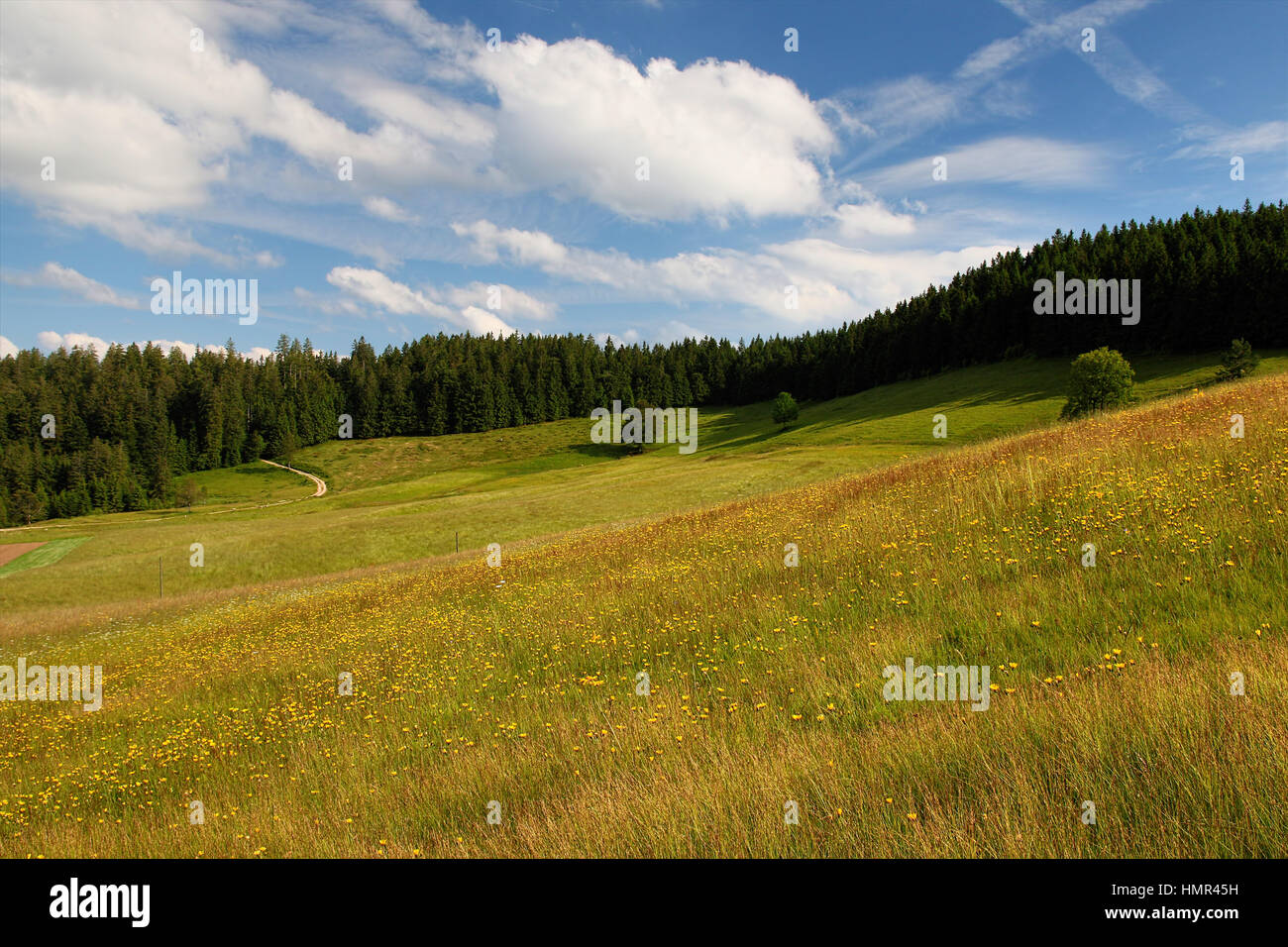 beautiful landscape in the Black Forest in Germany Stock Photo - Alamy