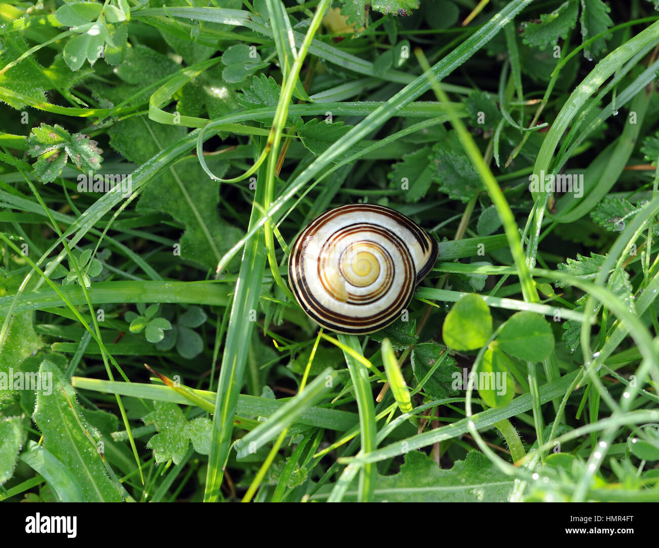 The shell of a Brown-lipped Snail - Cepaea nemoralis with three stripes. Orwell, Cambridgeshire, UK. Stock Photo