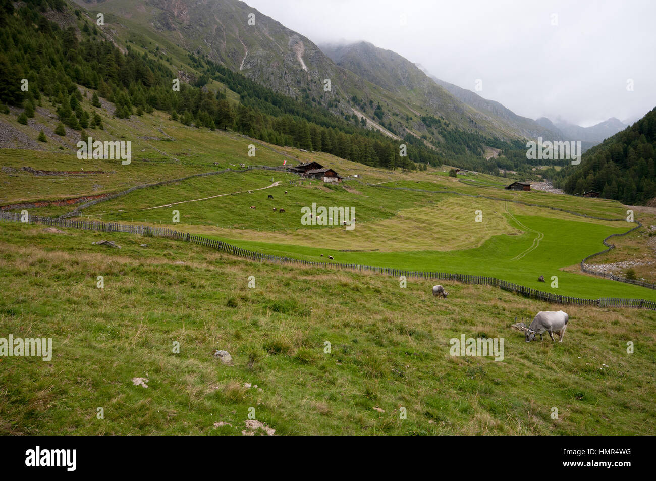 Val di Fosse (Pfossental) with cows grazing, Val Senales (Schnalstal), Trentino Alto Adige, Italy Stock Photo