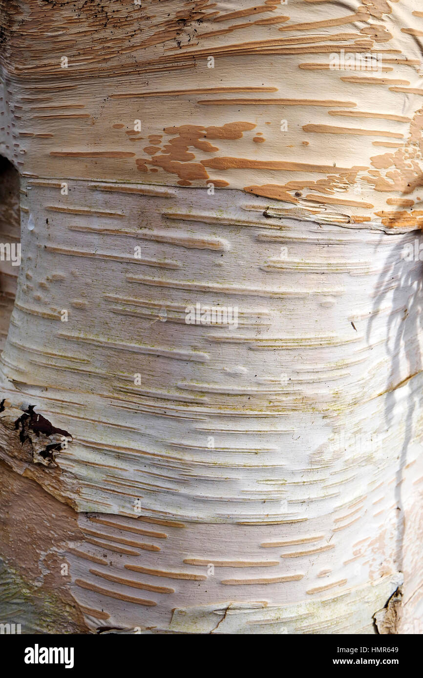 Bark of betula utilis 