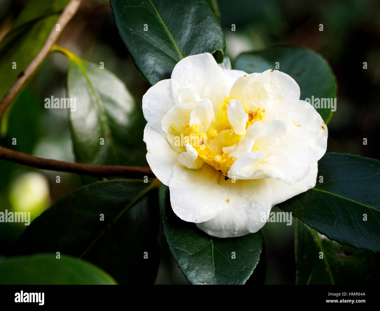 Camellia 'White Empress' provides winter colour, the flowers contrasting strongly with the dark green, waxy leaves. Stock Photo