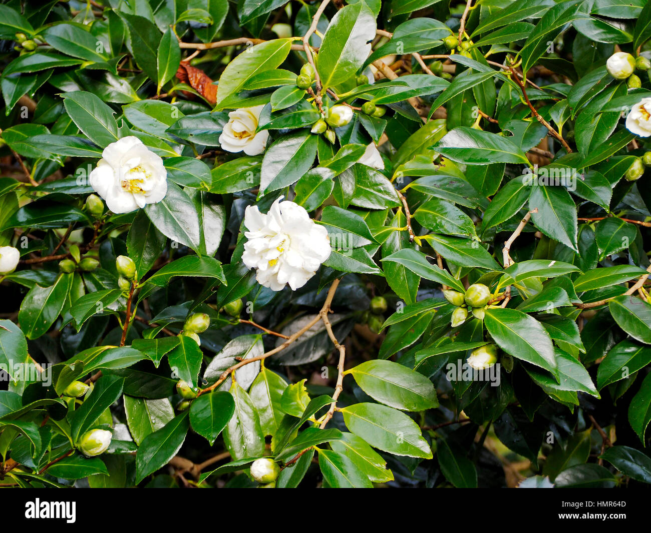 Camellia &ldquo;White Empress&rdquo; provides winter colour, the flowers