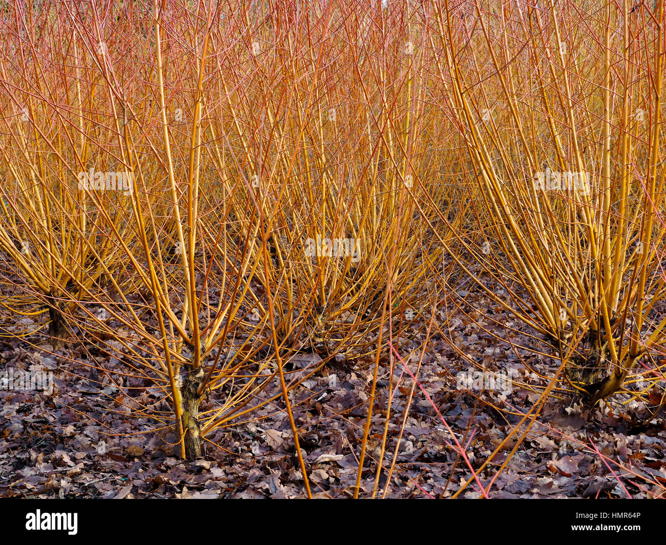 The brightly coloured stems of dogwoods (Cornus) provide winter cheer in the winter garden at Sir Harold Hillier Gardens, Hampshire, UK. Stock Photo