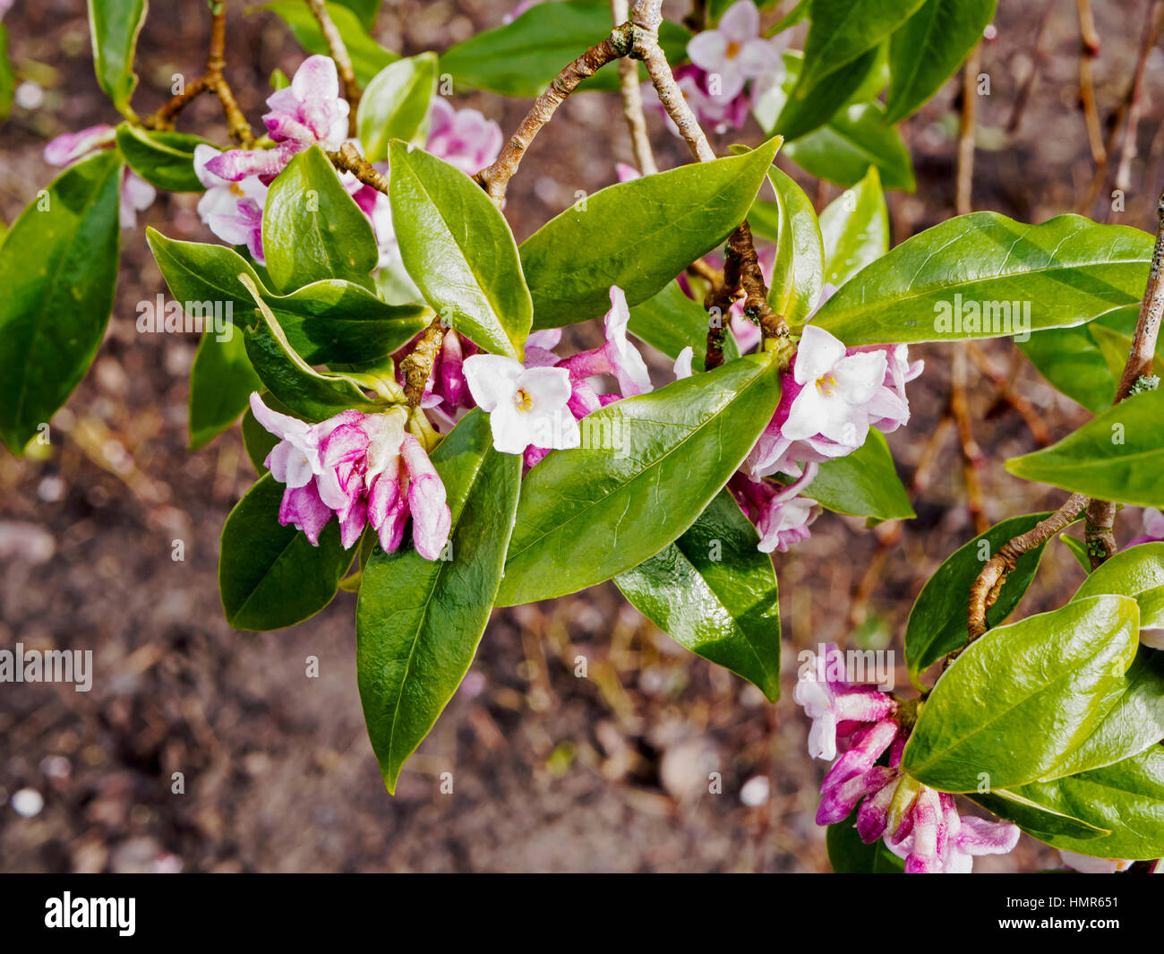 The flowers of Daphne Bholua 'Jacqueline Postill' bring a little spring cheer to a woodland shrubbery in a winter garde in Hampshire. Stock Photo