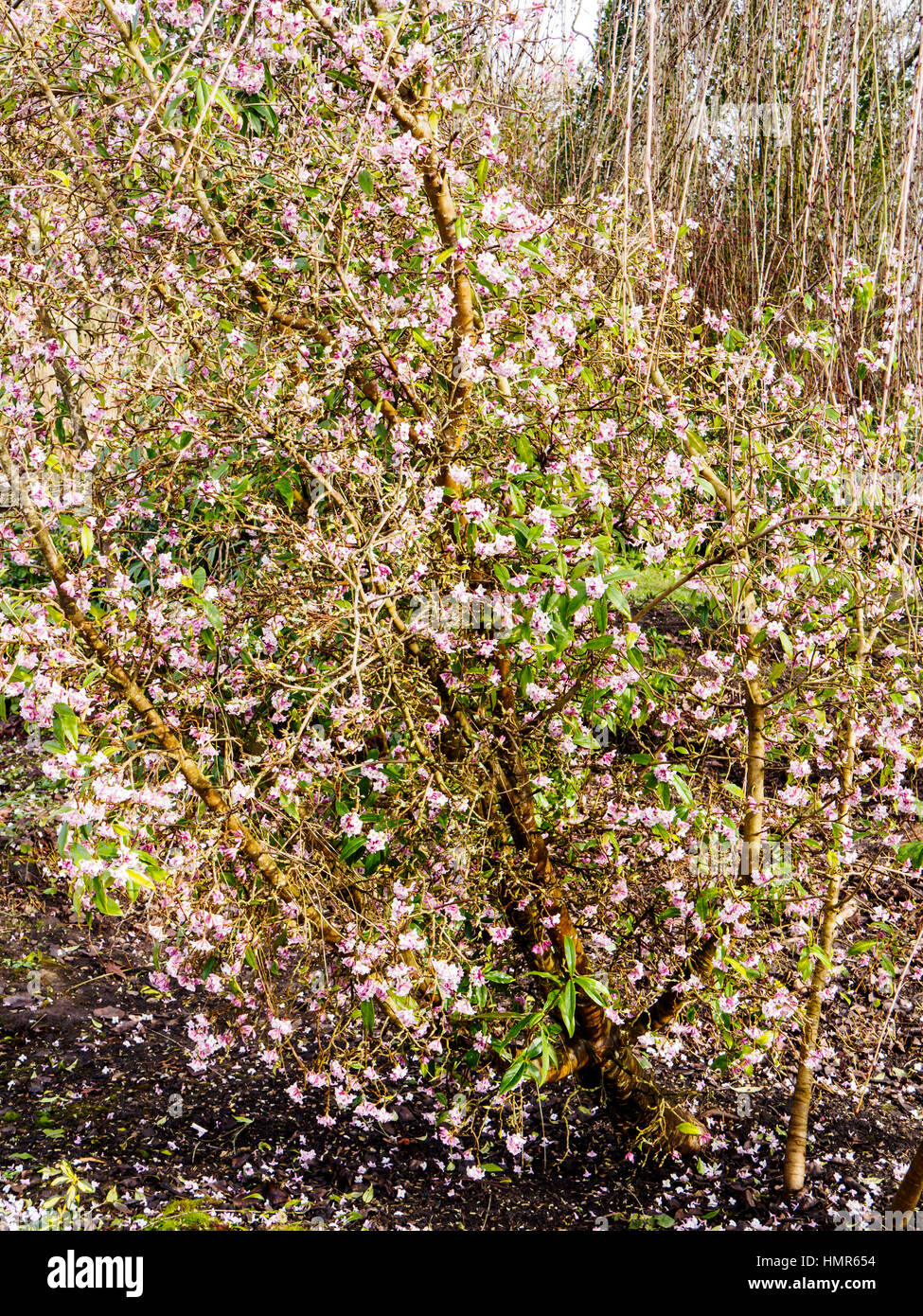 The flowers of Daphne Bholua 'Jacqueline Postill' bring a little spring cheer to a woodland shrubbery in a winter garde in Hampshire. Stock Photo