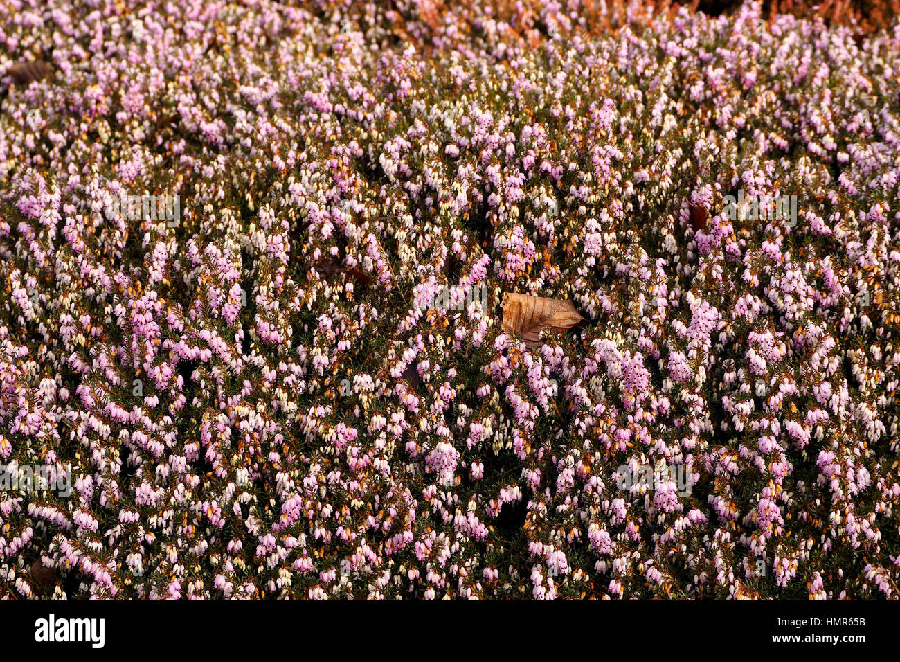 The heather Erica Carnea 'James Backhouse provides winter colour in a shady garden border. Stock Photo