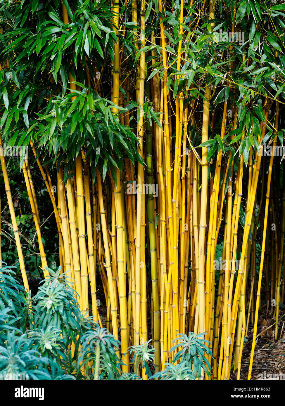 Giant timber bamboo hires stock photography and images Alamy