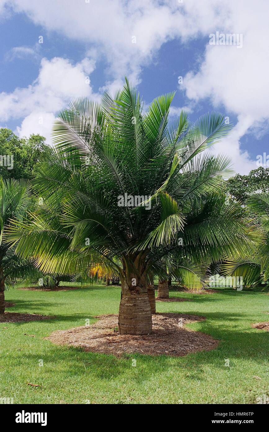 River palm (Ravenea rivularis), Arecaceae. Stock Photo