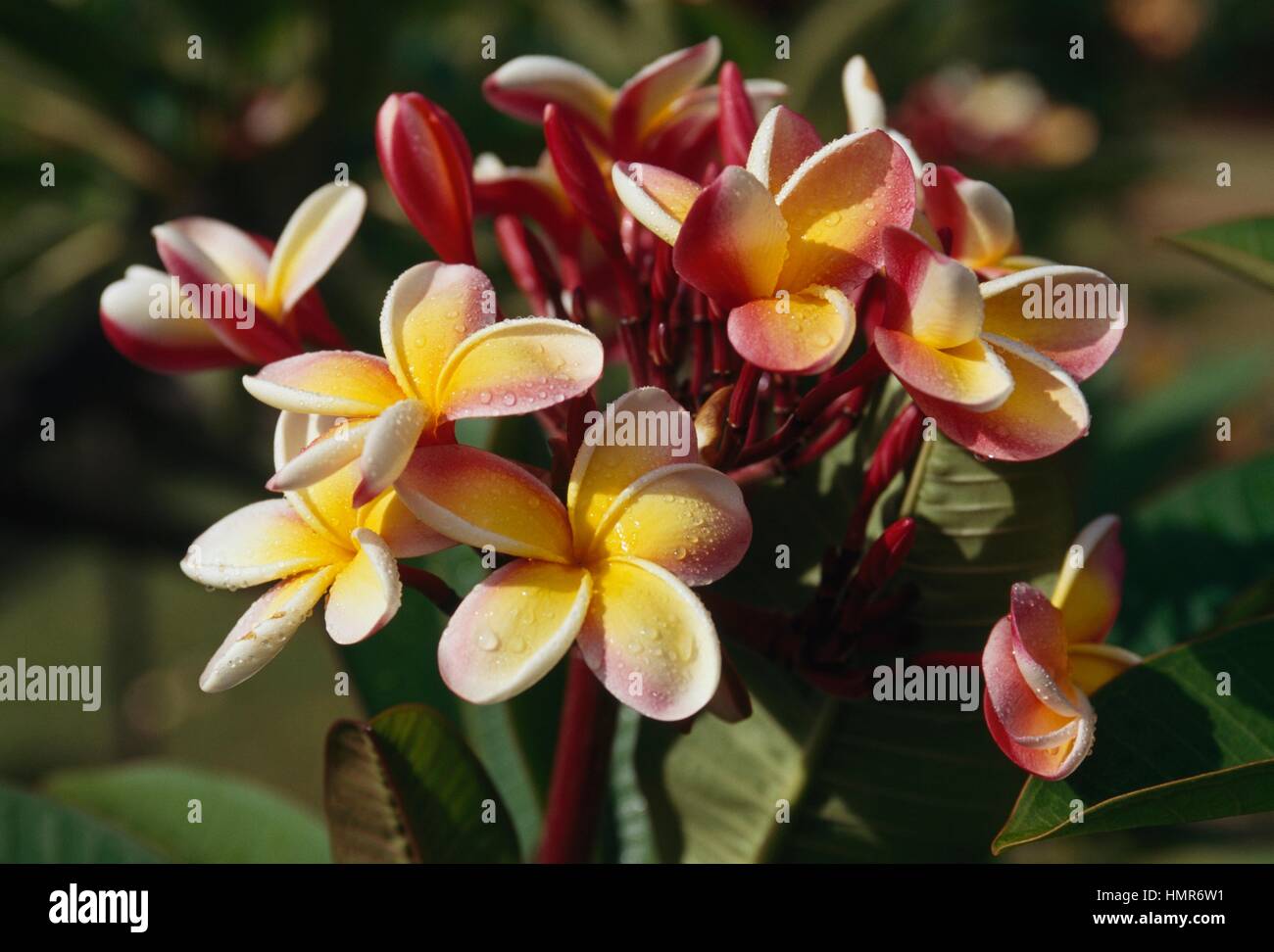 Red frangipani (Plumeria acuminata or Plumeria rubra), Apocynaceae Stock  Photo - Alamy