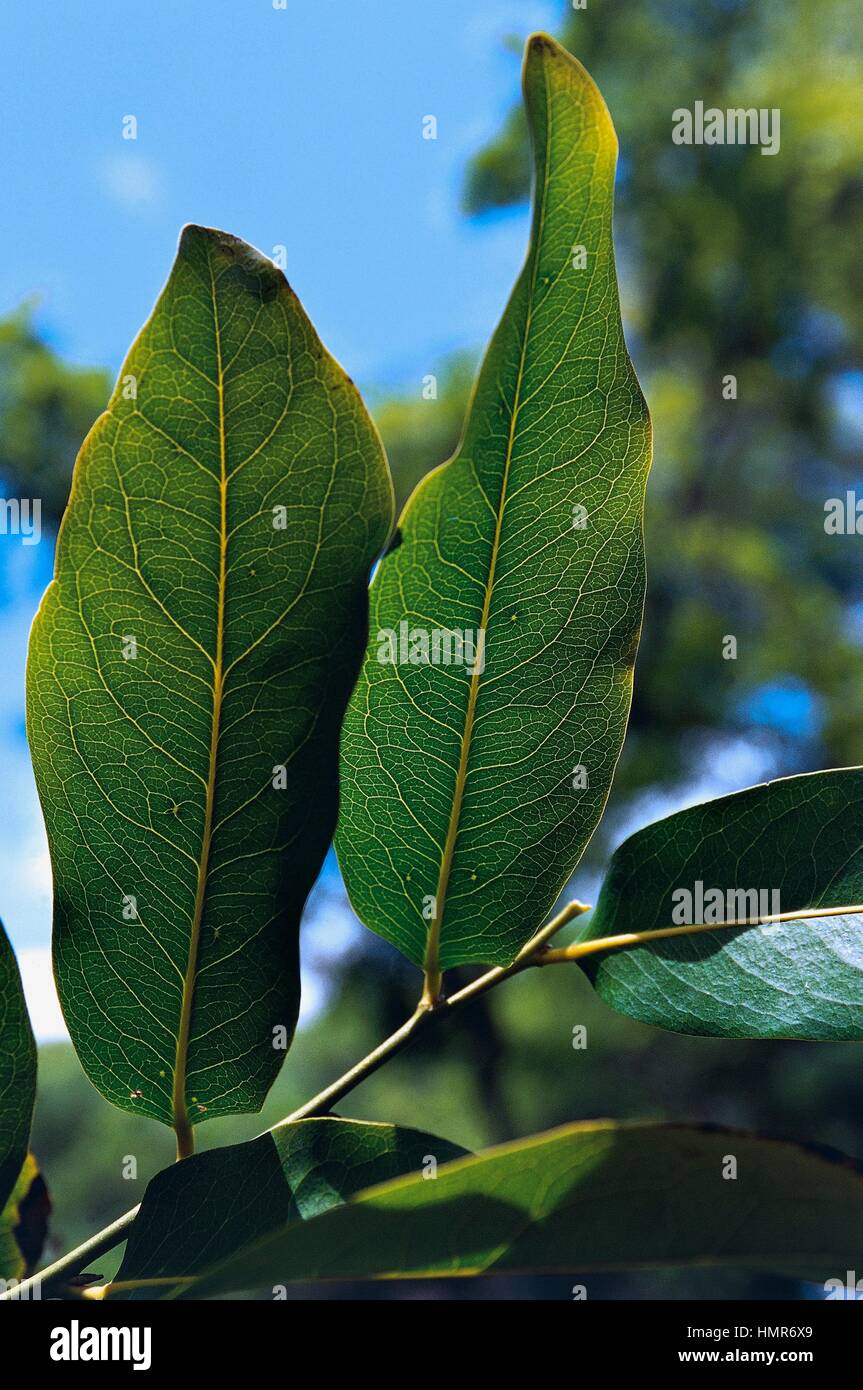 Ebony tree leaves hires stock photography and images Alamy