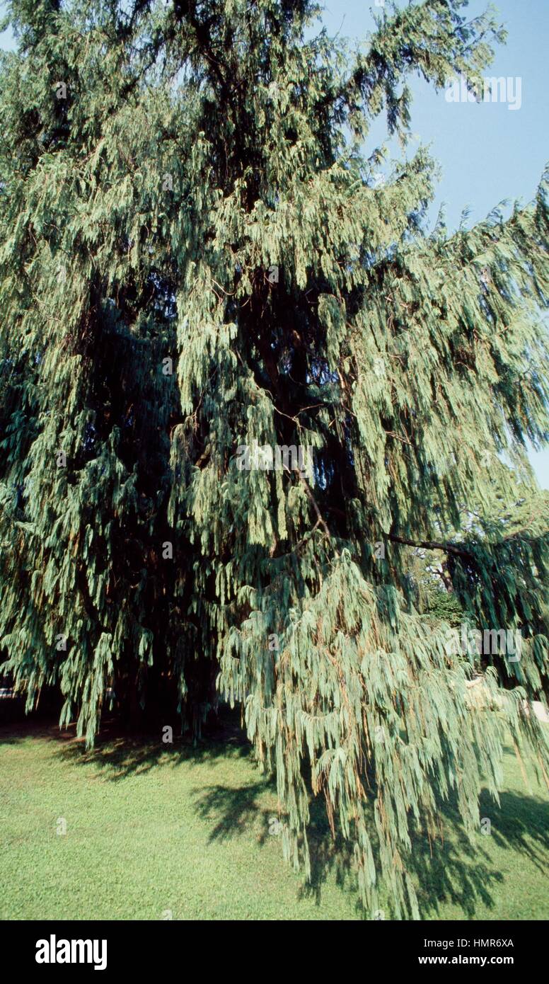 Kashmir Cypress (Cupressus glauca cashmeriana), Cupressaceae. Stock Photo