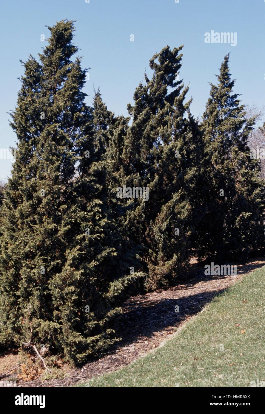 Chinese Juniper specimens (Juniperus chinensis), Cupressaceae. Stock Photo