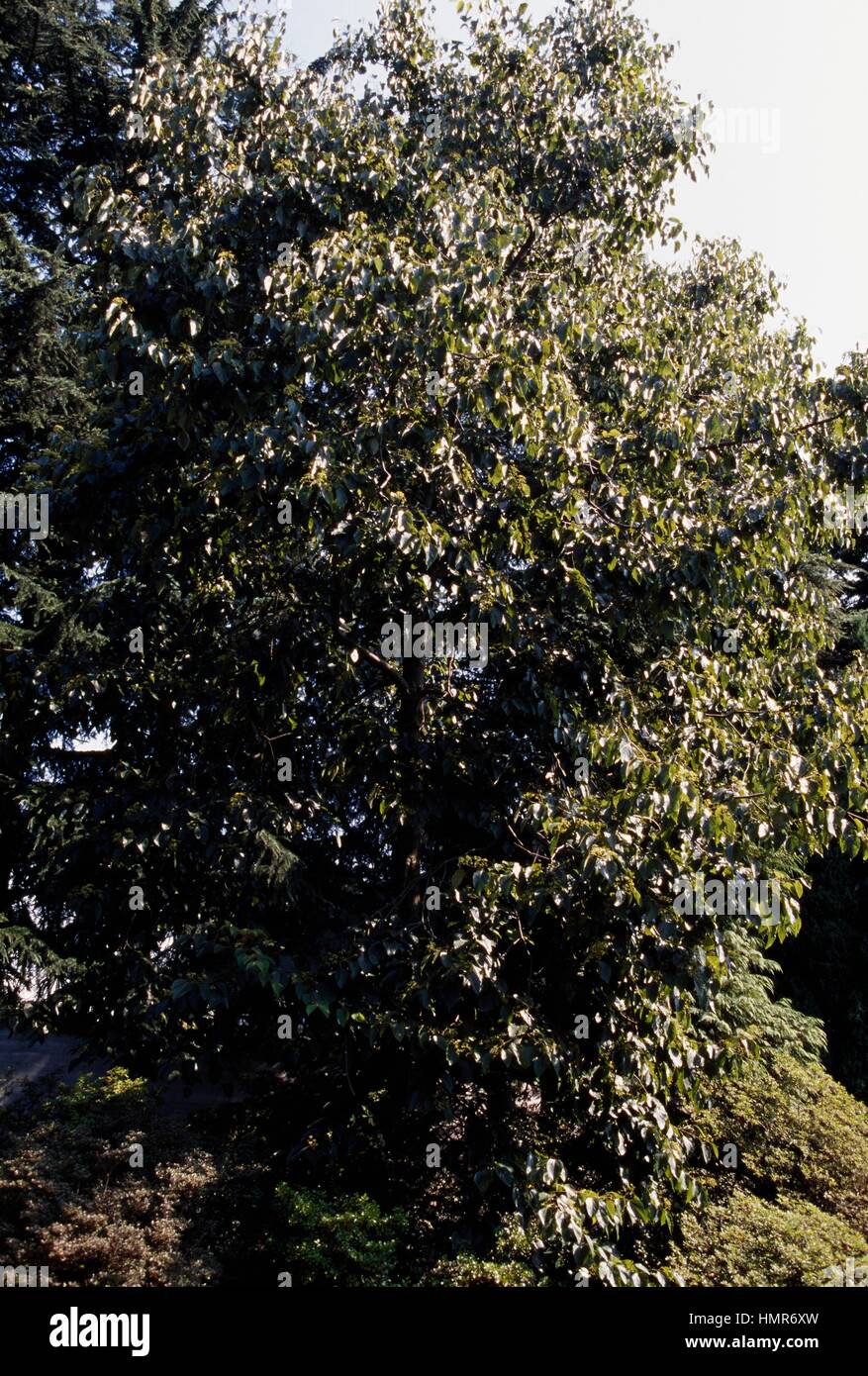 Raison Tree Oriental Raisin Tree (Hovenia dulcis), Rhamnaceae Stock Photo - Alamy