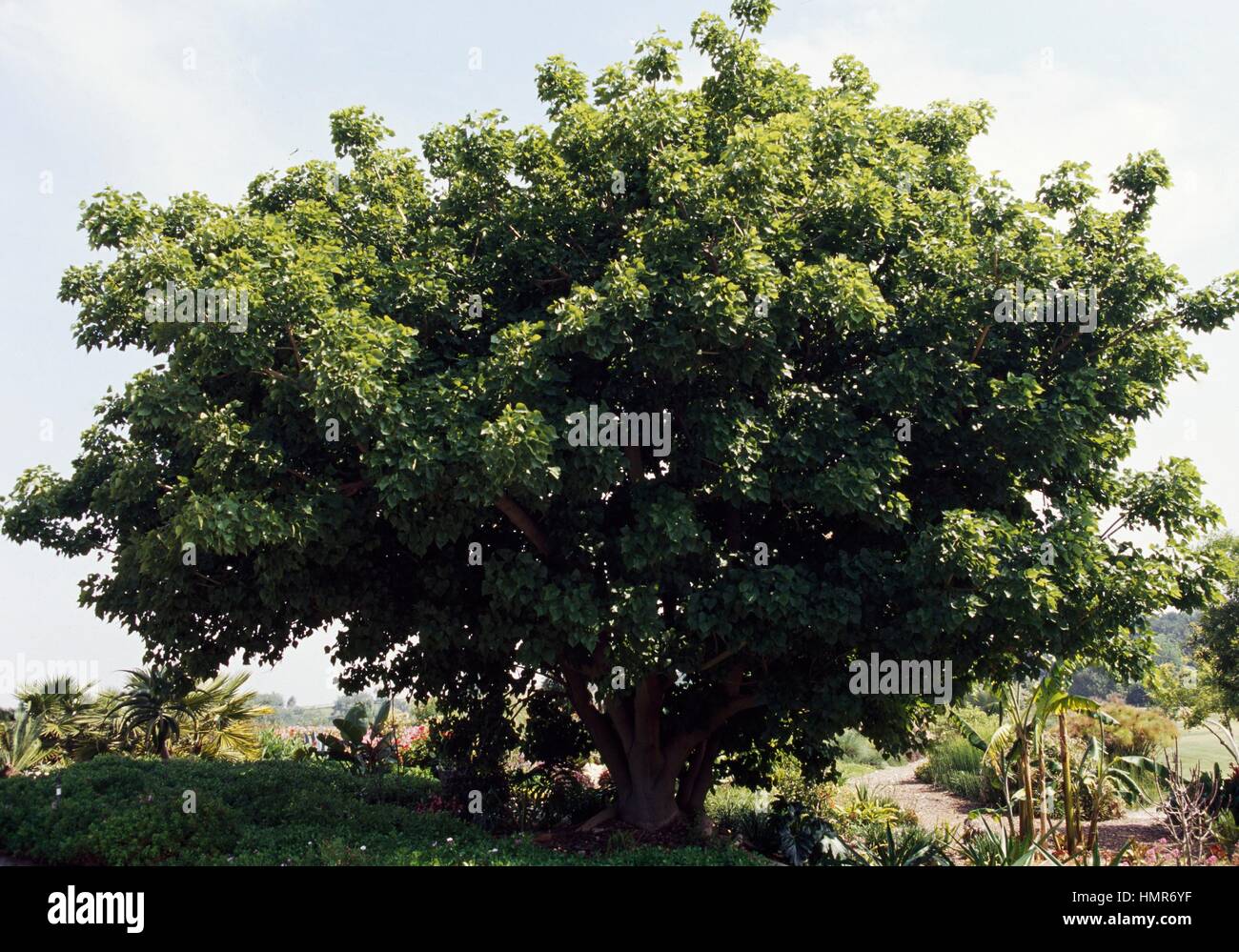 Erythrina caffra, Fabaceae-Leguminose. Stock Photo