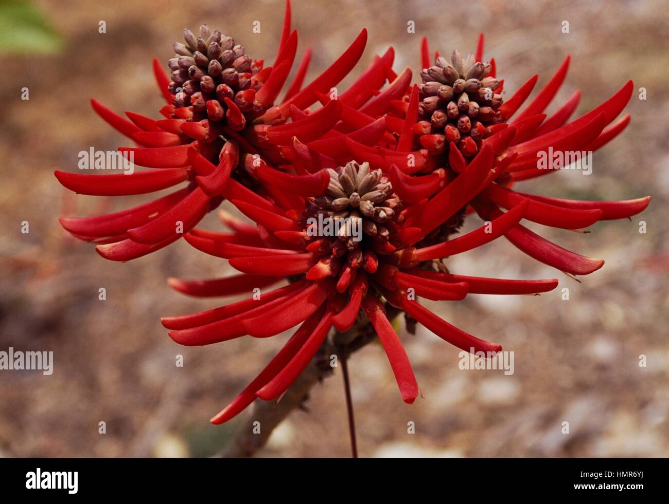 Erythrina coralloides flowers, Fabaceae-Leguminose. Stock Photo