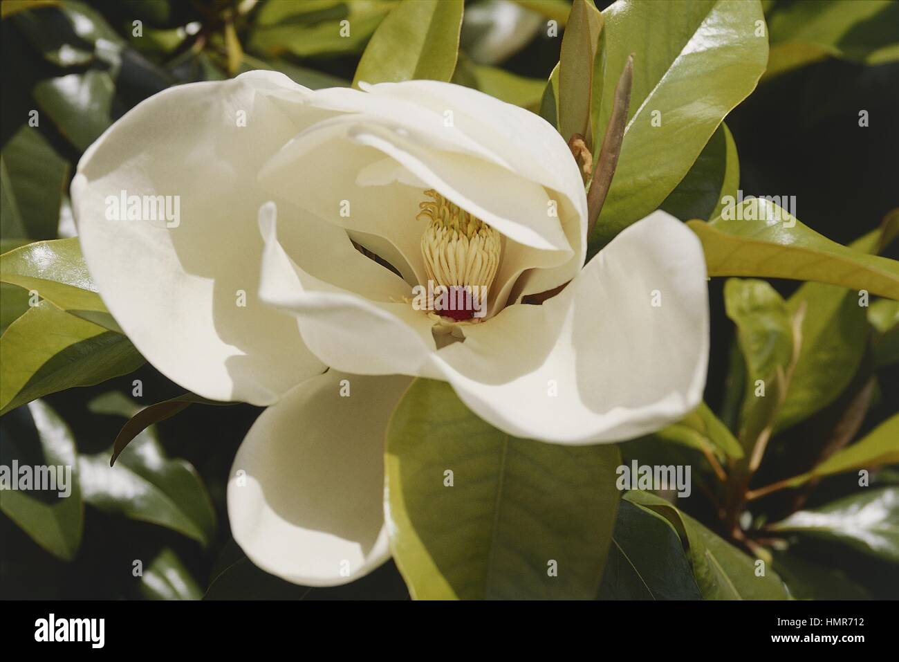 Botany - Trees -  Magnoliaceae  - Southern magnolia, or sweet bay (Magnolia grandiflora) Stock Photo