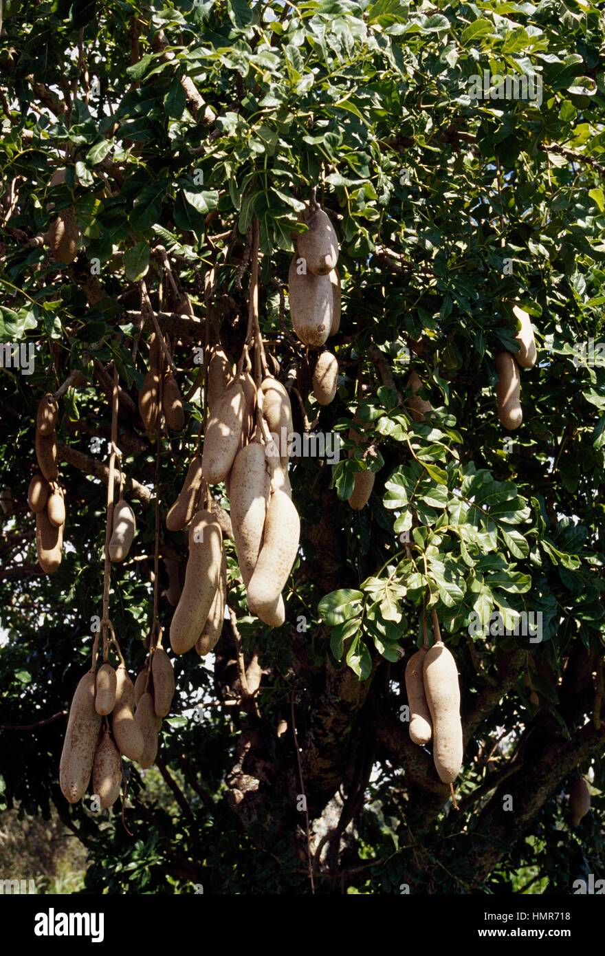 Sausage Tree leaves and fruits (Kigelia africana), Bignoniaceae Stock ...