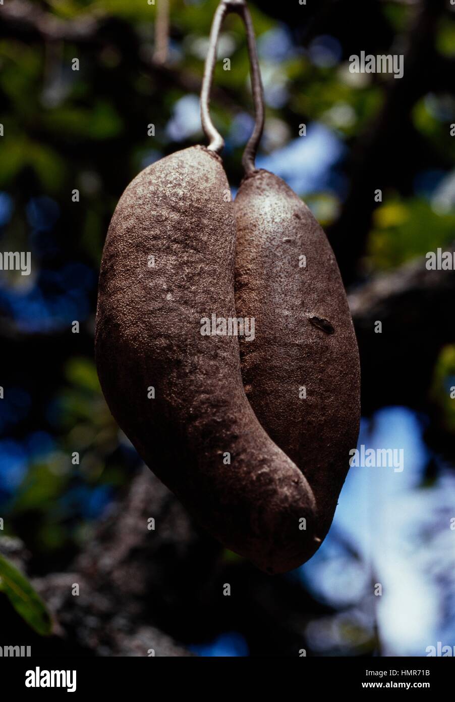 Sausage Tree fruits (Kigelia africana), Bignoniaceae Stock Photo - Alamy