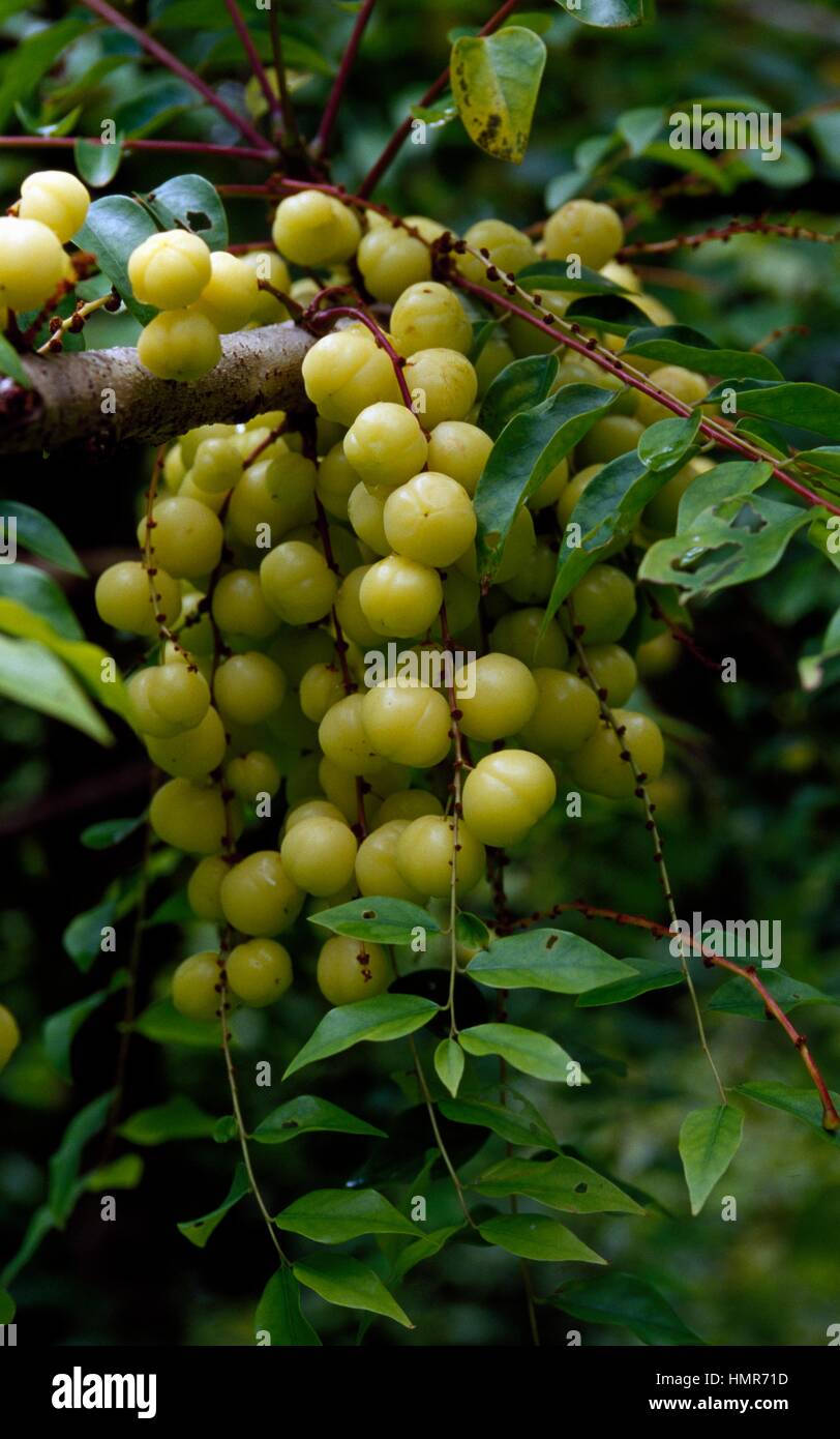 Leaves and fruits of Otaheite gooseberry (Phyllanthus acidus), Phyllanthaceae. Stock Photo