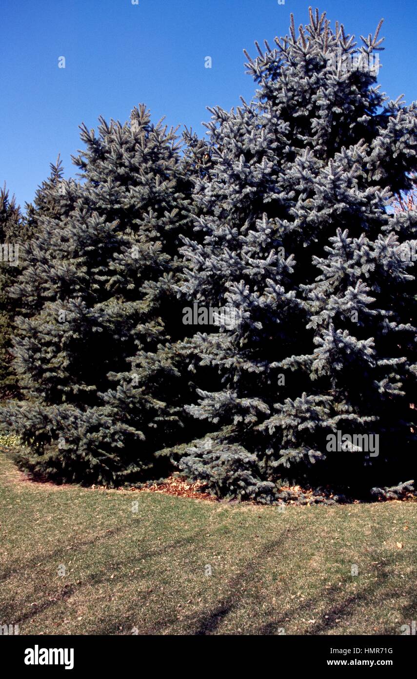 Colorado Blue Spruce (Picea pungens), Pinaceae. Stock Photo