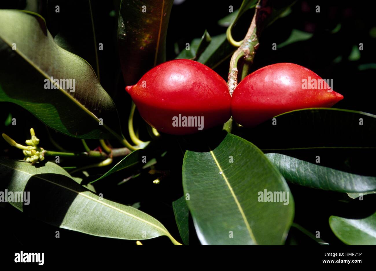 Leaves and fruits of Elliptic Yellowwood or Kopsia (Ochrosia elliptica), Apocinaceae. Stock Photo