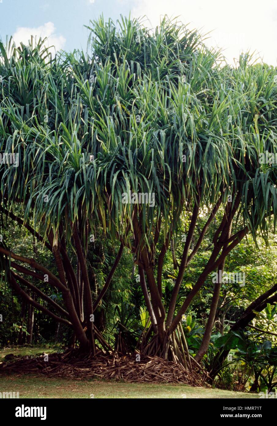 Common screwpine (Pandanus utilis), Pandanaceae. Stock Photo