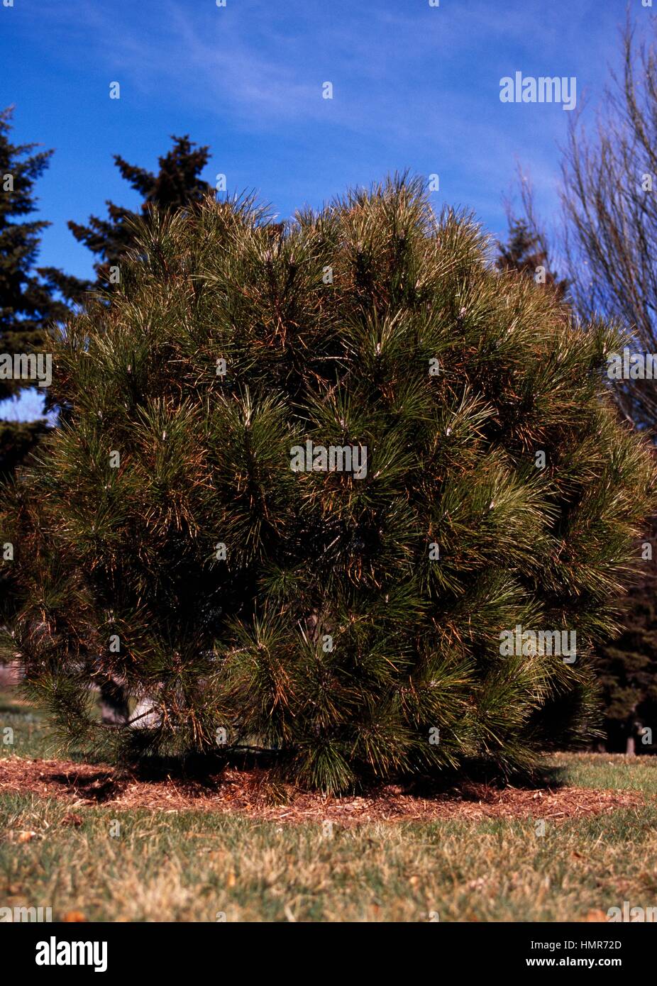 Knobcone pine (Pinus attenuata), Pinaceae. Stock Photo