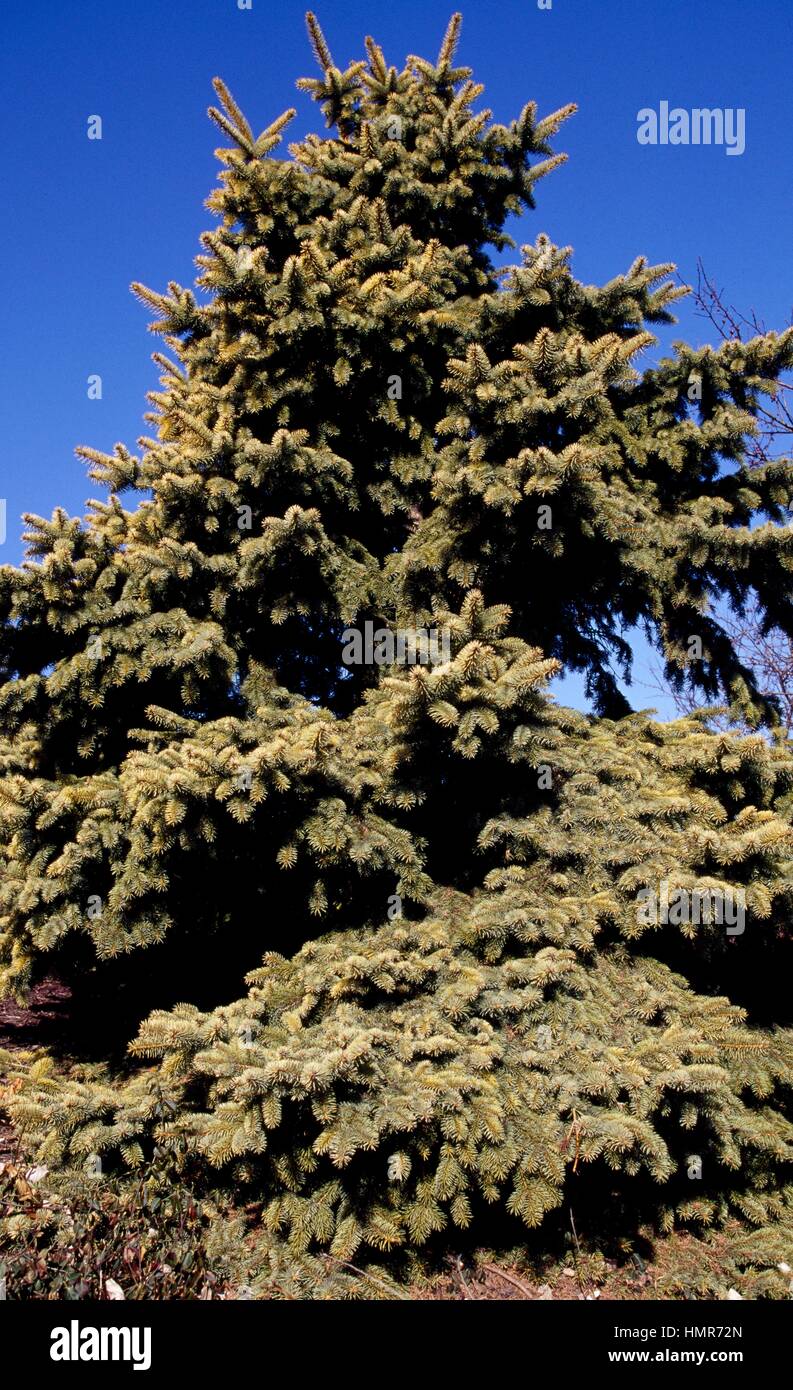 Colorado Blue Spruce (Picea pungens), Pinaceae. Stock Photo