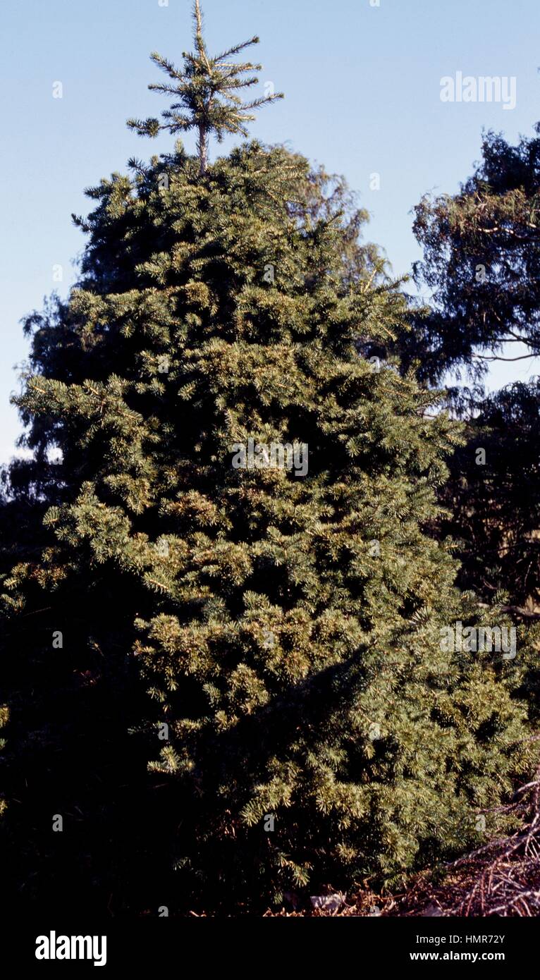 Gregory Parsons Norway Spruce (Picea abies gregoriana parsonii), Pinaceae. Stock Photo