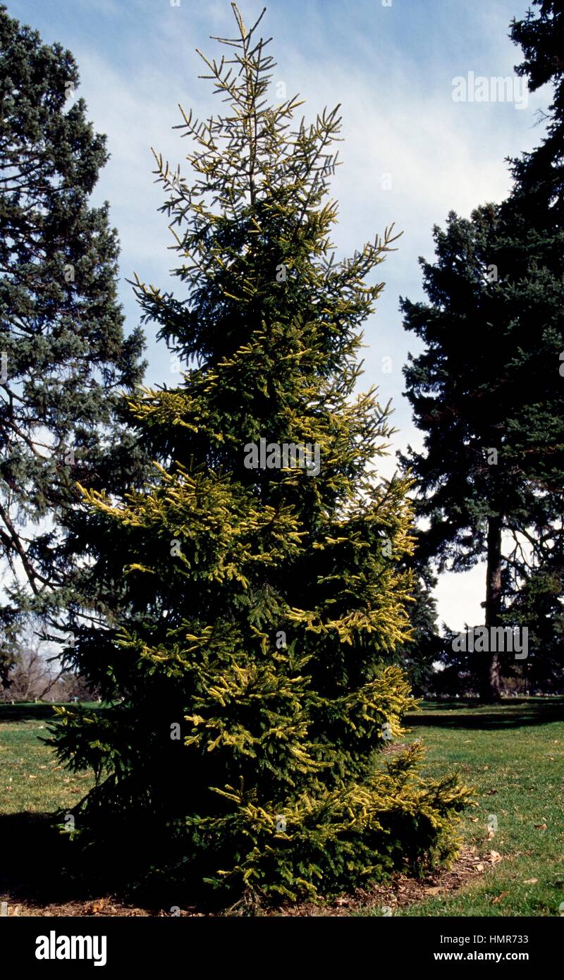 Oriental Spruce or Caucasian Spruce (Picea orientalis aurea), Pinaceae. Stock Photo