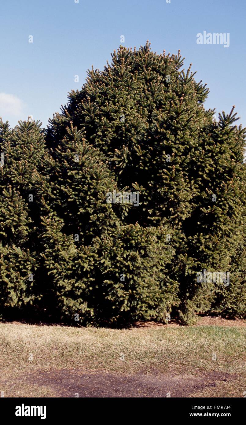 Dwarf Norway Spruce (Picea abies mucronata), Pinaceae. Stock Photo